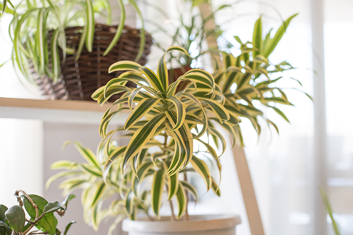 Fresh leaves spider plant pot in house garden with morning sunlight and selective focus.